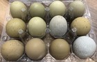 1 Dozen Bc1 Olive Egger Hatching Eggs 