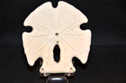 Arrow Head Sand Dollar - 1 - White - Nautical D  cor - Buy More Save   
