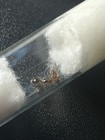 2 Queen Ants - Pheidole Bicarinata - W eggs