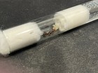 Solenopsis Invicta Queen Ant With Brood Feeder Insects