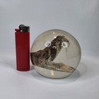 Vintage Taxidermy Western Diamondback Rattlesnake Rattle Snake Head Display