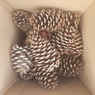 Pine Cone Lot Of 25 Untreated Home Decor Crafts Wreaths Approx 4-5 