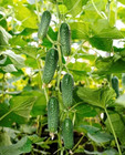 100 Seeds Cucumber Arktika F1 South Korea              Double Harvest              Greenhous