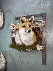 Taxidermy Red Fox Wall Mount Man Cave Den Mount Badger Bobcat Pup Fox With Momma