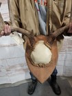 Big Wild 13 Point Whitetail Deer Antler Rack Horn Skull Plate Man Cave Cabin 179