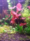Buy 2 Get 1 Free Dark Red Tiger Lotus Nymphaea Zenkeri Easy Live Aquarium Plants