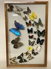 Vintage Framed Butterfly Moth Taxidermy Collection Arranged In Glass Display