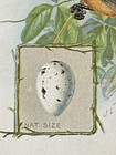 Victorian Trade Card Singer Sewing Orchard Oriole  5 1899 Black Orange Bird Egg