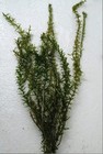 Starter Ecosystem Live Aquarium Plant Bundle   Easy Freshwater Plants   Beginner