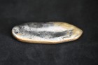 Japanese Old Coins  Chou-gin  Bunsei Era  Edo Period p117