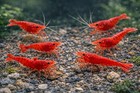 10 1 Fire Red Cherry - Freshwater Neocaridina Aquarium Shrimp  Live Guarantee