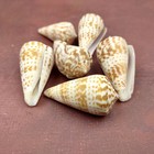 Brown Spotted Inscriptus Cone Seashells  6 Shells Approx  1-2  Inches  B Grade