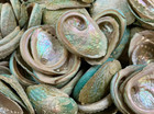 Lot Of  5  Natural Australian Abalone Shells Iridescent Ocean Sea Unpolished