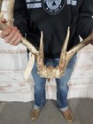 Wild 8 Point Whitetail Deer Antler Rack Horn European Skull Mount Man Cave 125 