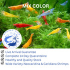 Shrimplive 40 4 Mix Color Neocaridina Shrimps Live Guarantee  Free Shipping
