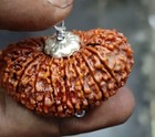 21 Mukhi Rudraksha Original Certified 21 Mukhi Round Nepali Rudraksha 32mm 21       