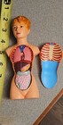 3-d Human Woman Anatomical Model 12 Part Doctor s Office Student Teaching Doll