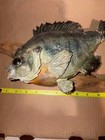 Bluegill Fish Wall Mount