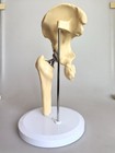 Artificial 1 1 Size Hip Joint Replacement Medical Anatomical Skeleton Model