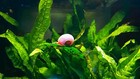 12  Algae Eater  Ramshorn Snails  Aquarium Or Pond  Live Snail Clean Up Crew 