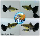 1 Trio - Live Aquarium Guppy Fish High Quality - Blue Moscow - Usa Seller