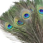 10 Pcs Peacock Feathers In Bulk 16-18inch Bulk For Diy Craft Vase