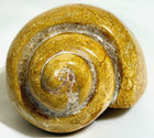 Large Gastropod Natica Fossil With Iridescent Crystals   99 Lb  449 Grams   585