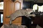 African Wild Cat Mount Taxidermy Whitetail Deer Caracal Antler Log Cabin Decor