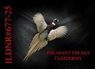 Pheasant Taxidermy Mount Flying Right beak Open Wall Haning Mount Ildnr 677-25