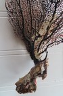 Natural Sea Fan - Coral - Sea Whip - Free Shipping 7 X 5 X 2 Inches