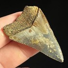 Great White Shark Tooth 1 72  Megalodon Teeth Era Fossil Unrestored Neogene