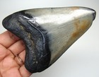 Megalodon Shark Tooth - Real Fossil 3 93    Prehistoric Shark Teeth No Restoration