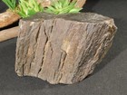 Big Petrified Wood Fossil With Druzy Smoky Quartz Crystals  Jurassic Utah 2939gr