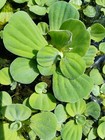 12 Dwarf Water Lettuce Plants  not Leaves  Free Floating Aquarium pond Plants