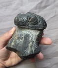 Rare Drotops Trilobite Fossil Arthropod From The Devonian Of Morocco