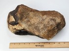 Edmontosaurus Dinosaur Tibia Proximal End Fossil - Hell Creek Fm - Wibaux Co  Mt