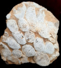 Fossil Coral Heads And Cross Sections On Sea Floor Bangor Limestone   Alabama