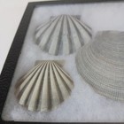Fossil 4 Chesapecten Jeffersonius And 1 Extinct Giant Scallop Shells In Display