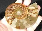 Cut And Polished Aaa Cleoniceras Ammonite Fossil Madagascar 101gr
