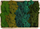 Preserved Reindeer Moss Natural Green Diy Kit Gardenning Art Wall Decor Florist