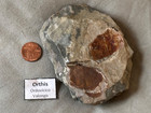 Rare Double-sided Orthis Brachiopod Fossil     Both Sides     Valongo Portugal