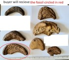 Genuine Dinosaur Track - Uk Dinosaur Track - Natural Fossil Hand Cast  5