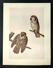 John James Audubon Birds Boreal Owl Vintage Art Book Plate Print 126