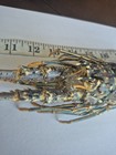 Real Carribean Blue Lobster Dry Shell 19 Inches Long From Puerto Rico              