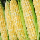 Peaches And Cream Sweet Corn Seeds  Bicolor Corn   f1 Hybrid   Free Shipping