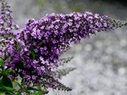 Live Grand Cascade Butterfly Bush Plant   Buddleja Davidii -  pint Pot 