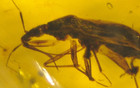Beautiful Cretaceous True Bug With Wasp In Burmese Amber Fossil Dinosaur Age