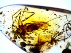 Dinosaur Age Fossil Burmite Amber With Rare Whip Spider  Authenticity Tested 