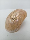 Hand Carved Turbo Conch Shell Sea Turtle Design Natural Sea Shell