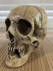 Vinatge Original Randotti  large Skull  Marked   817     Still Glows In The Dark